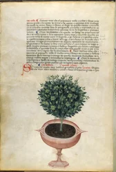 A basil plant in a pot, illustration from 