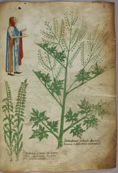 A figure wearing a gown holding a white globe in each hand; plants, c.1440