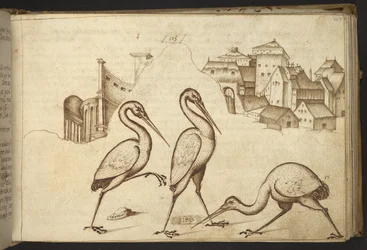 Ibises (