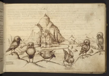 Birds (