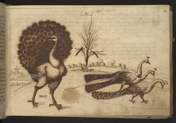 Add. 82955, f.53 Peacocks (