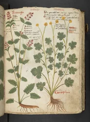 A herbal, Belluno