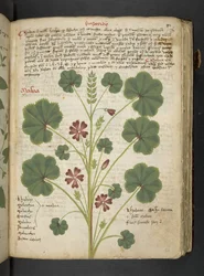 A Herbal, Belluno
