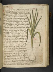 De Allio, A Herbal, Belluno