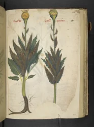 Cardo, A Herbal, Belluno