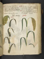 A herbal, Belluno