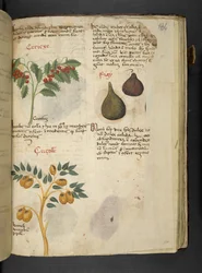 Fruit Trees and Figs, from A Herbal, Belluno