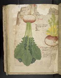 A herbal, Belluno