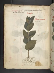 A herbal, Belluno