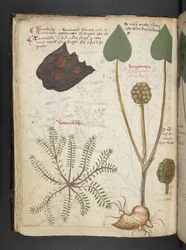 A Herbal, Belluno