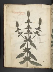 A Herbal, Belluno
