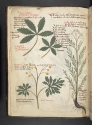 A Herbal, Belluno