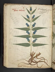 A Herbal, Belluno