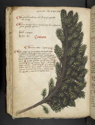 A Herbal, Belluno