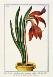 Amaryllis Formosa