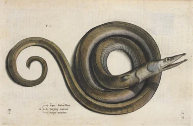 An eel, illustration from 