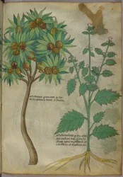 Botanical Illustration
