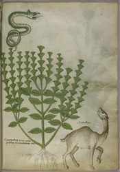 Botanical Illustration of a plant, a snake and a camel, c.1440