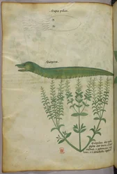 Botanical and animal illustration of a plant, a squid, and a serpent, c.1440