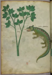 Botanical and animal illustration of a plant and a crocodile, c.1440