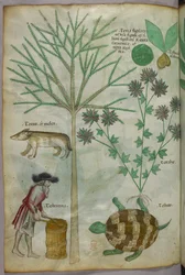 Botanical and animal illustration of plants, a turtle, a man and another animal, c.1440