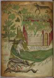 Botanical and animal illustration of plants, a walled garden, a wolf, a man fishing, and a vulture pecking a carcass