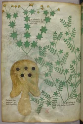 Botanical and Animal Illustration of Plants and a Torpedo Fish, circa 1440