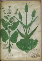 Botanical illustration, c.1440