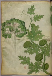 Botanical illustration, c.1440