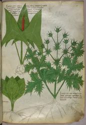 Botanical illustration, c.1440