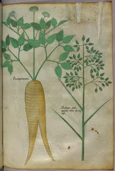 Botanical illustration, c.1440