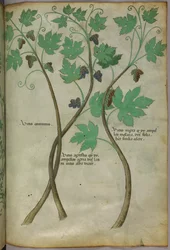 Botanical illustration, c.1440
