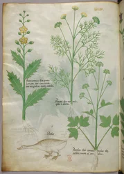 Botanical illustration, c.1440