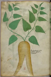 Botanical illustration, c.1440