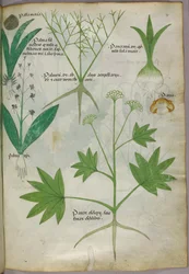 Botanical illustration, c.1440