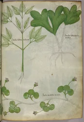 Botanical illustration, c.1440