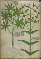 Botanical illustration, c.1440