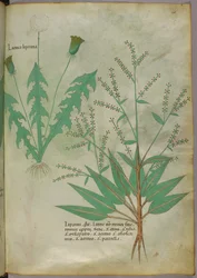 Botanical illustration, c.1440