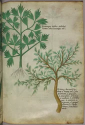 Botanical illustration, c.1440