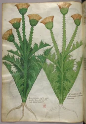 Botanical illustration, c.1440