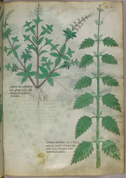 Botanical illustration, c.1440