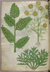 Botanical illustration, c.1440