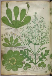 Botanical illustration, c.1440