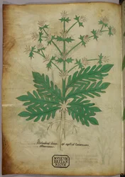 Botanical illustration, c.1440