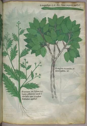 Botanical illustration, c.1440