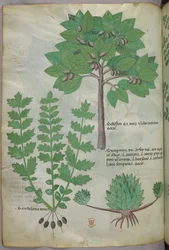 Botanical illustration, c.1440