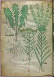 Botanical illustration, c.1440