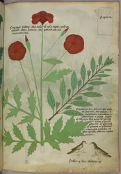 Botanical illustration, c.1440