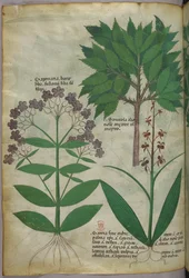 Botanical illustration, c.1440