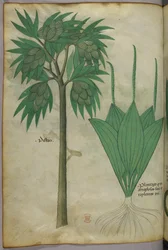Botanical illustration, c.1440